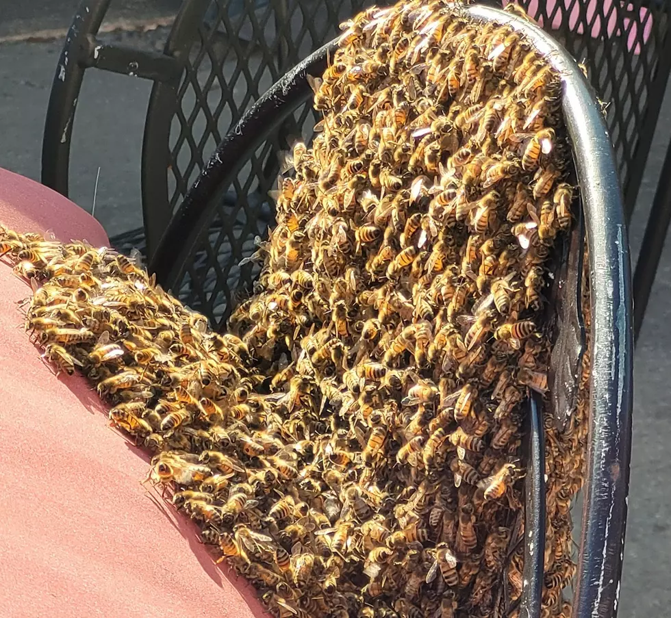 Lake Charles Homeowner Finds Patio Furniture All a Buzz