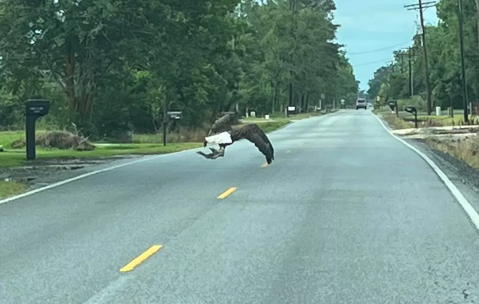 Crazy Photos of Eagle Swooping Down on Pete Seay Road in Sulphur