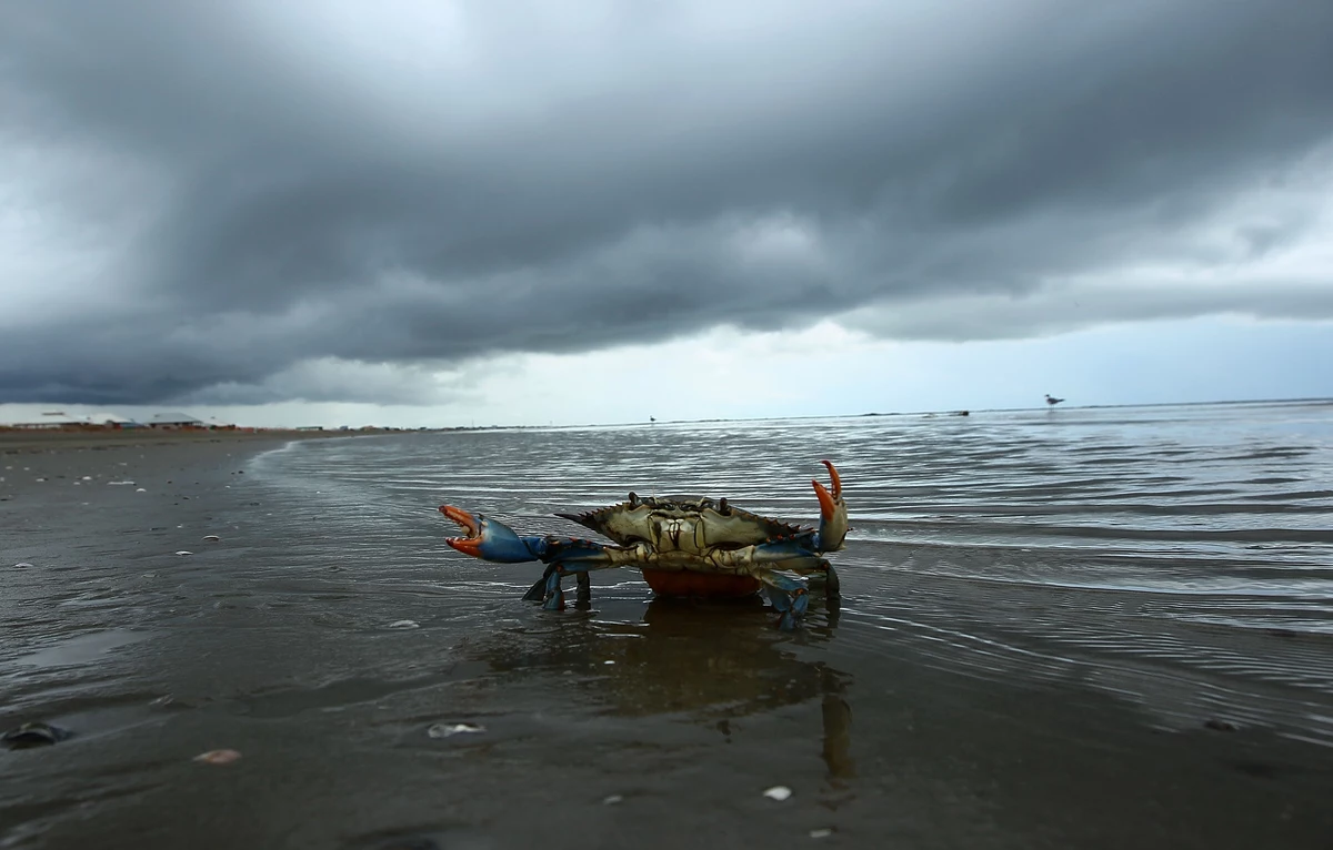 2nd Annual Holly Beach Crab Festival Set For June 911