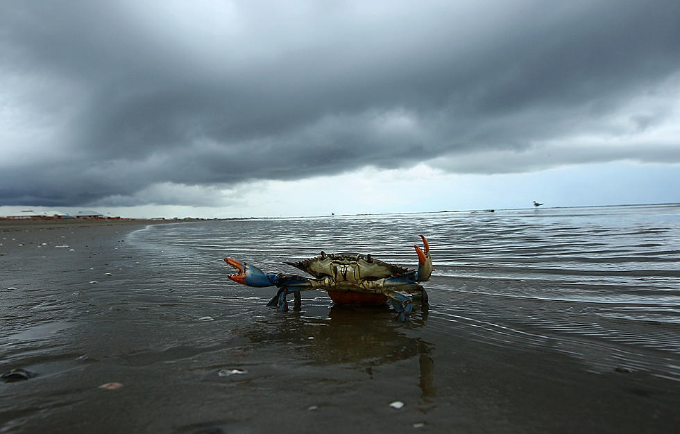 2nd Annual Holly Beach Crab Festival Set For June 9-11 In Holly Beach, Louisiana