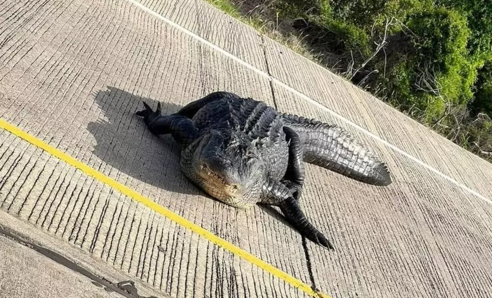 I-10 Commuters Get Surprise Visitor: Ryan St Ramp in Lake Charles