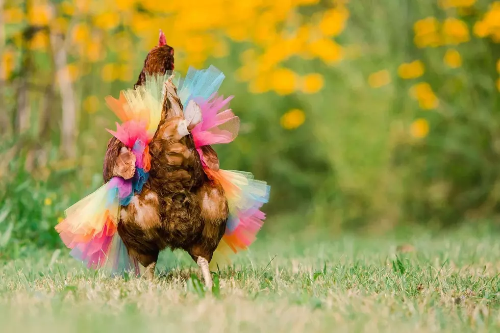 Your Chickens Need These Tutus!