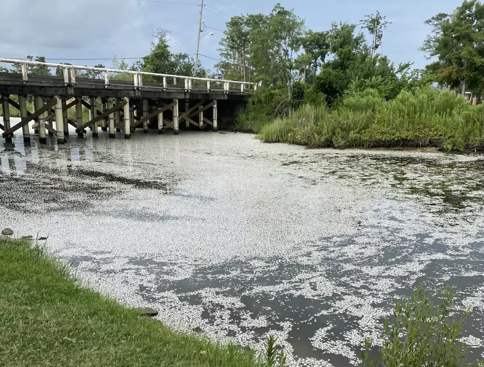 What’s That Smell Coming From Henderson Bayou In Lake Charles?