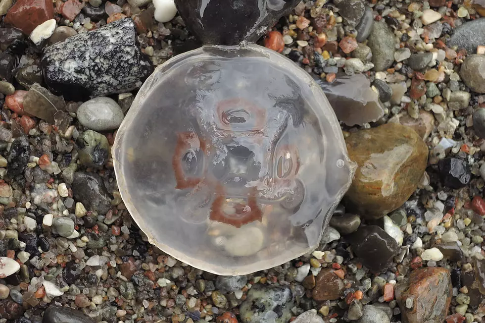 VIDEO: Jellyfish Pop Up Around Prien Lake and Lake Charles