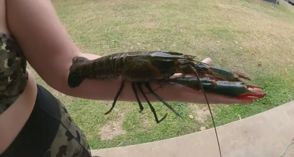 LOOK: Texas Finds Australian Crawfish, They’re HUGE!