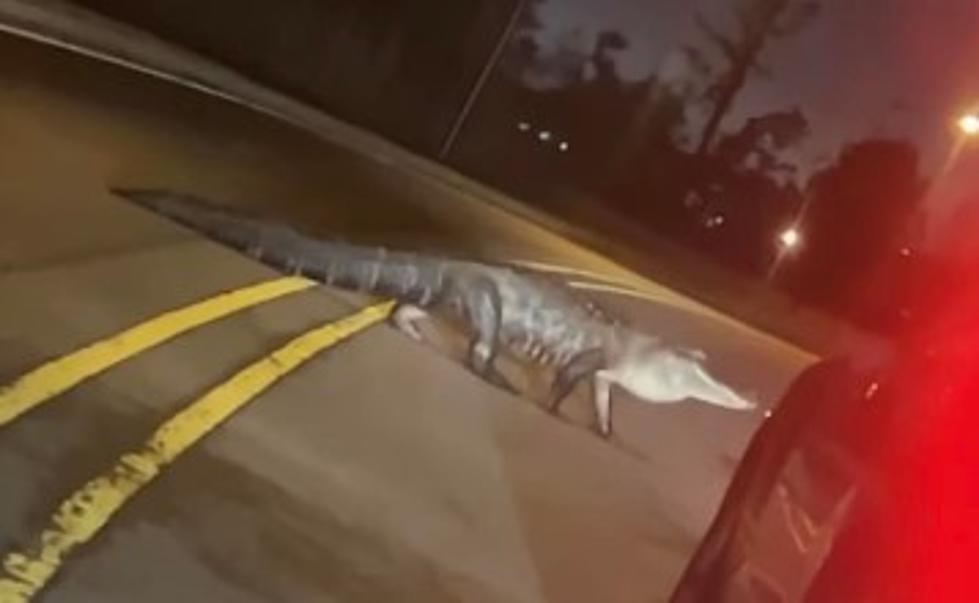 Massive Gator Spotted Crossing Roundabout In Lake Charles [NSFW]