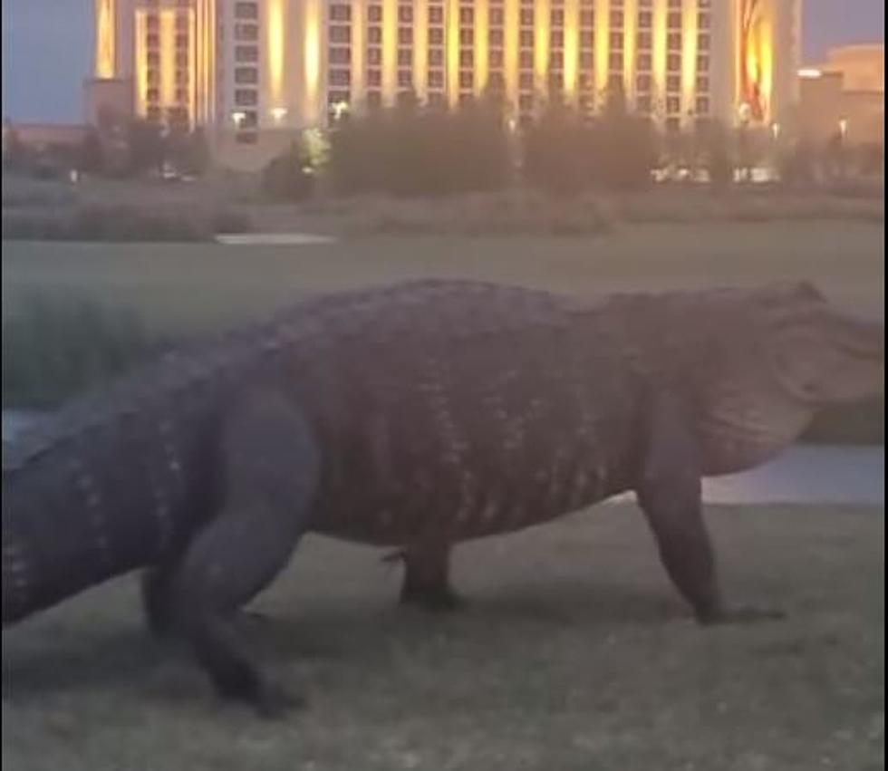 He’s Back! Massive Gator In Lake Charles Gets Up Close With Vehicle Filming It [VIDEO]