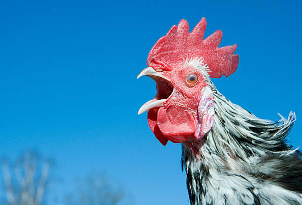 From Breakfast To Dinner: Celebrate National Poultry Day With Chi