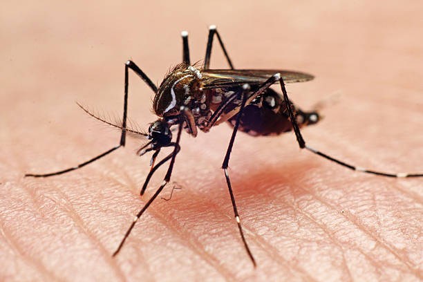 4 Colors To Wear In Louisiana To Avoid Getting Bit By Mosquitos
