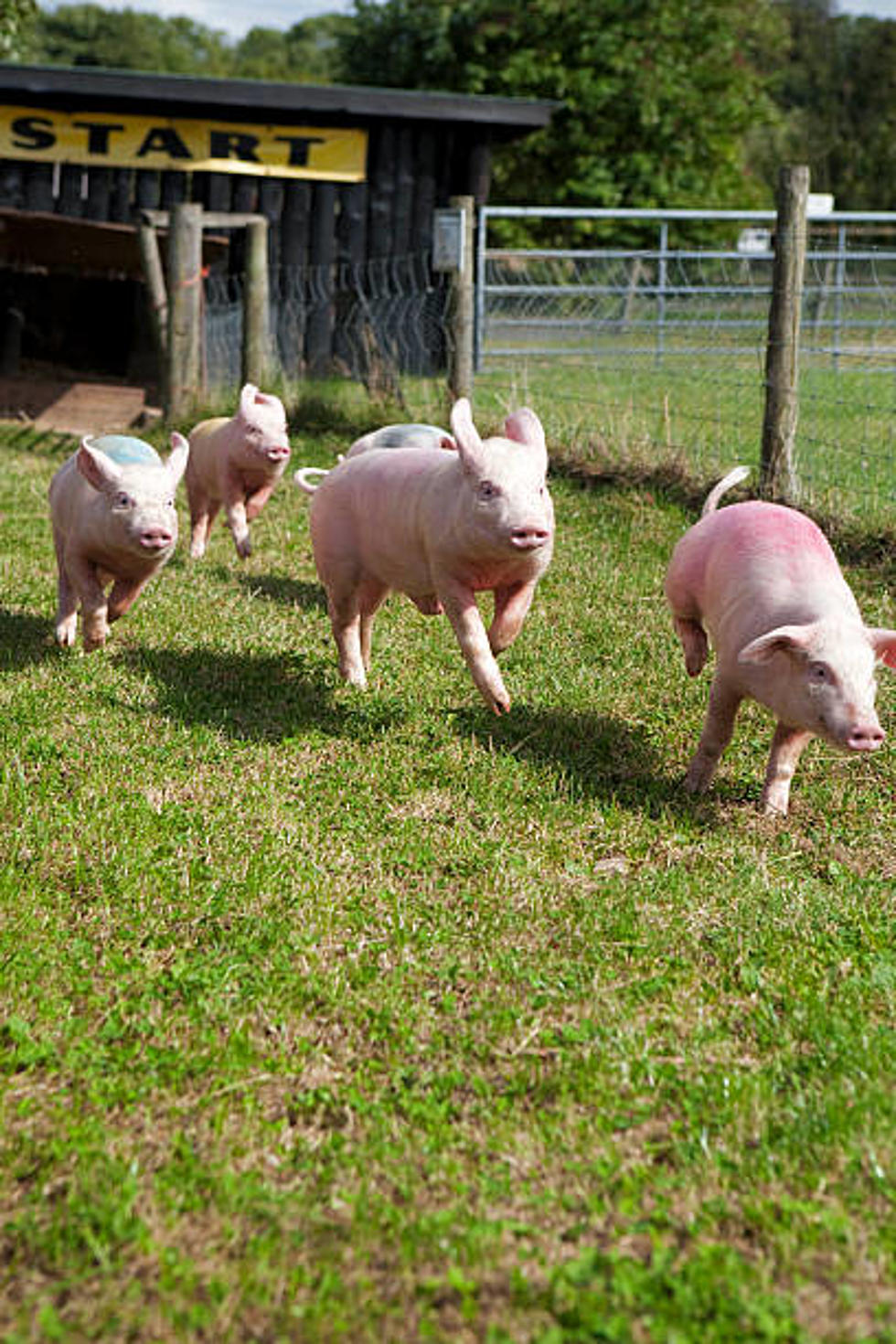 Adventurous Pigs Spark Comical Chase Through Slidell: Full Recap!