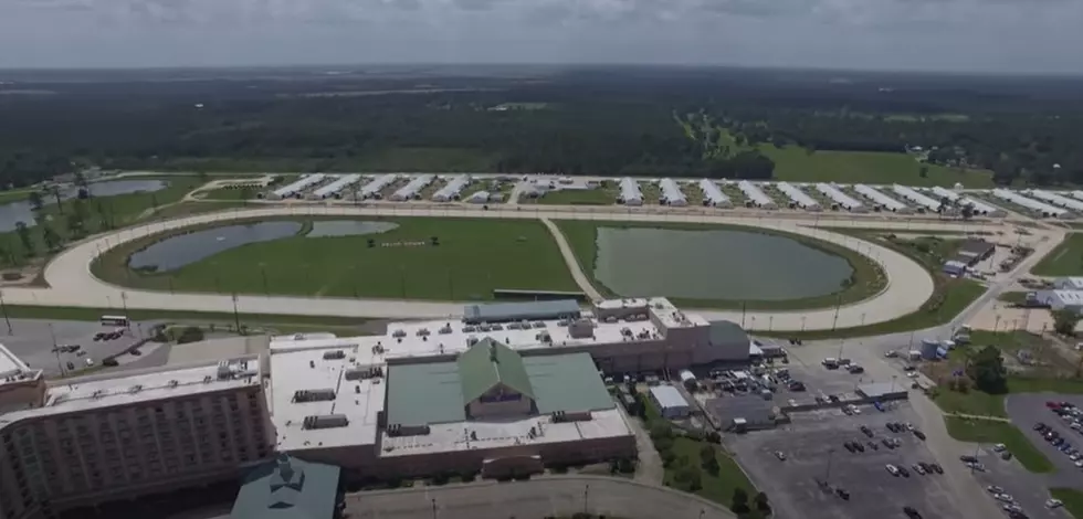 Louisiana Race Track Home to Massive Alligator