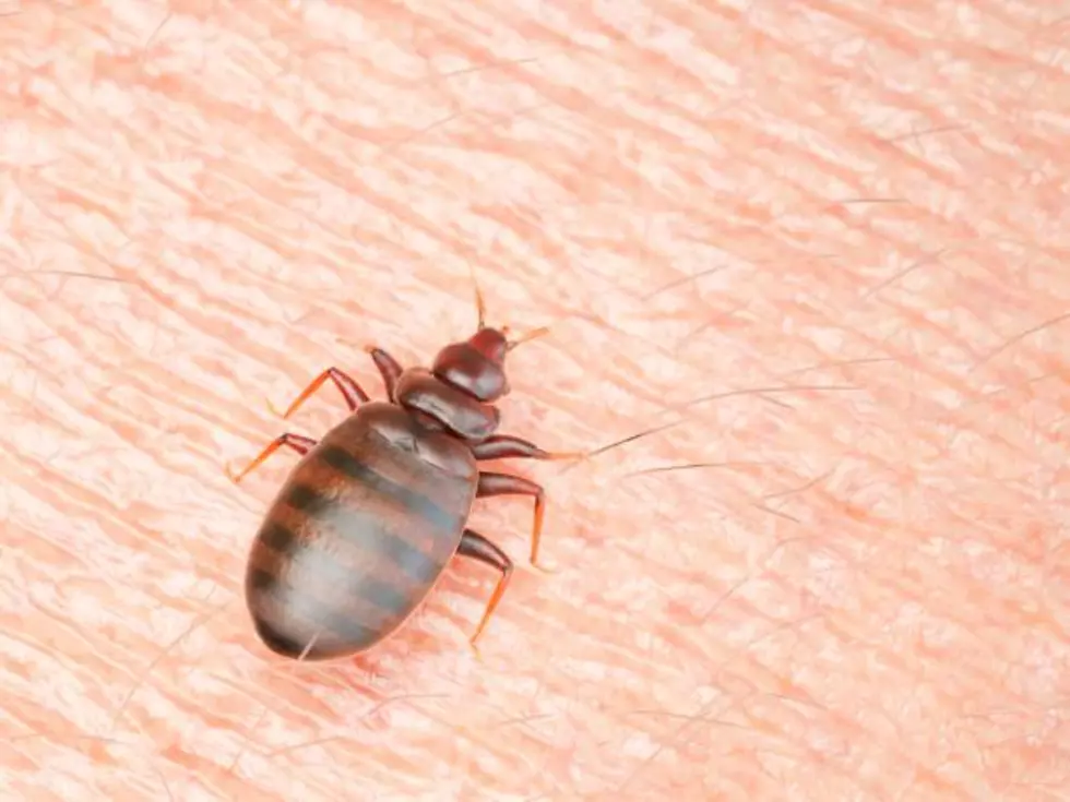 Texas City Ranked 3rd In The Country For Bed Bug Infestations