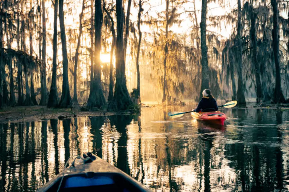 Kayaking at Lake Martin, a bald cypress swamp, Breaux Bridge, Louisiana, USA