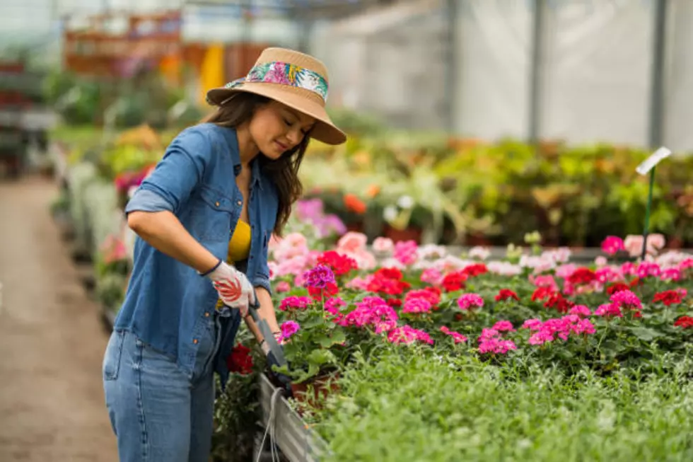 Charming young female gardener cultivating flowers at garden center.