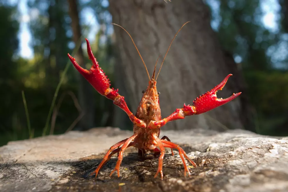 It’s Time to Say Goodbye to Crawfish Season Across Louisiana