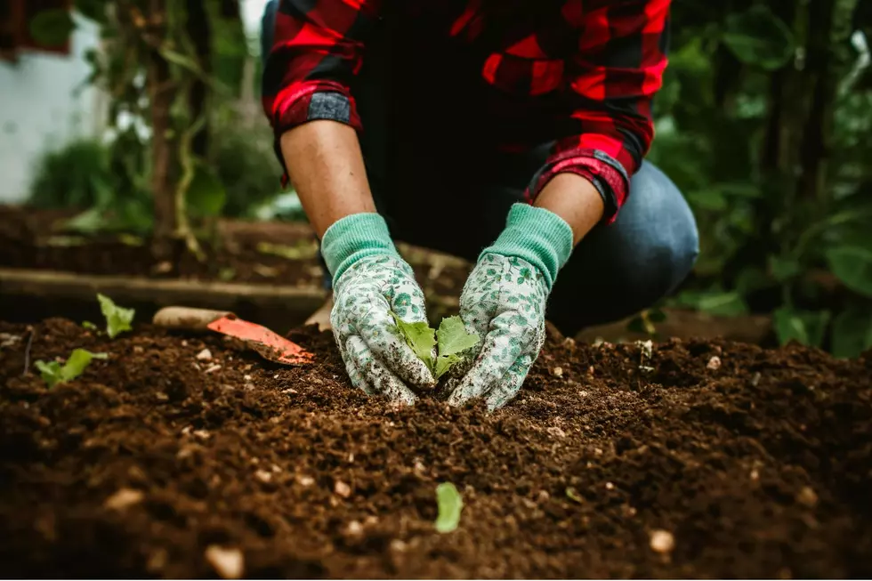 Louisiana Gardeners Should Start Planting These Vegetables Now