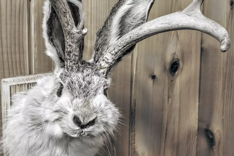 You’ve Probably Seen a Jackalope, But Do You Know Its Story?