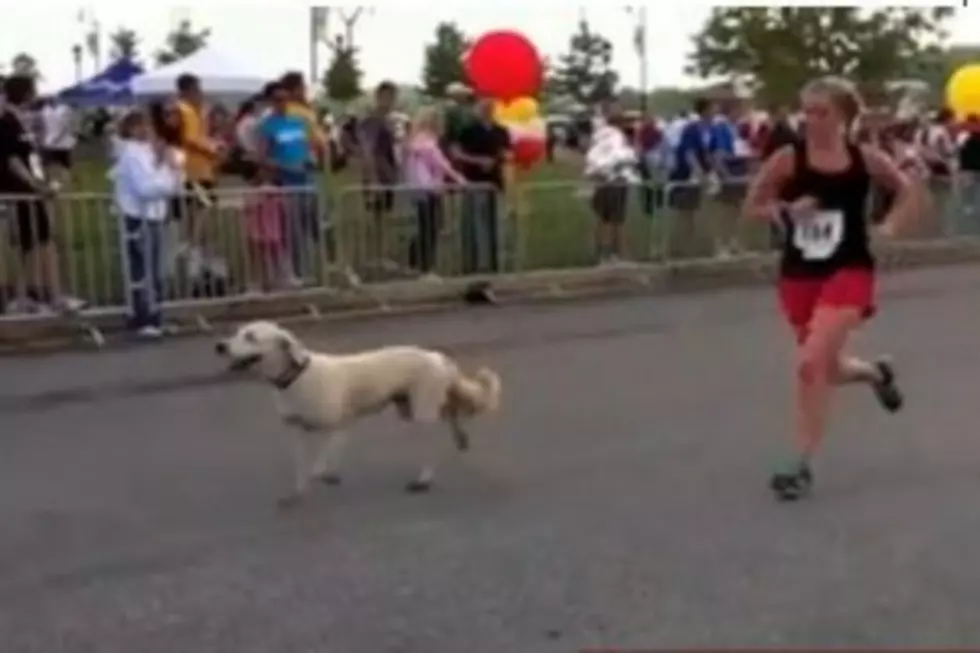 Dog Crashes and Completes Half Marathon [VIDEO]