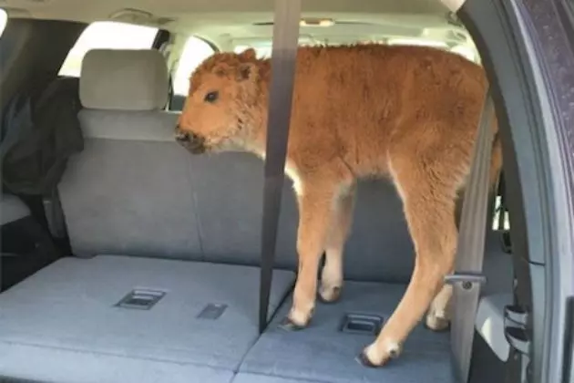 Yellowstone Explains Why it Euthanized Bison Calf