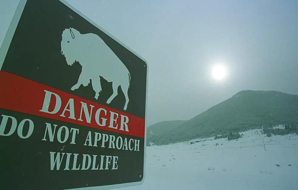 Man Fined For Entering A Closed Wildlife Area In Yellowstone