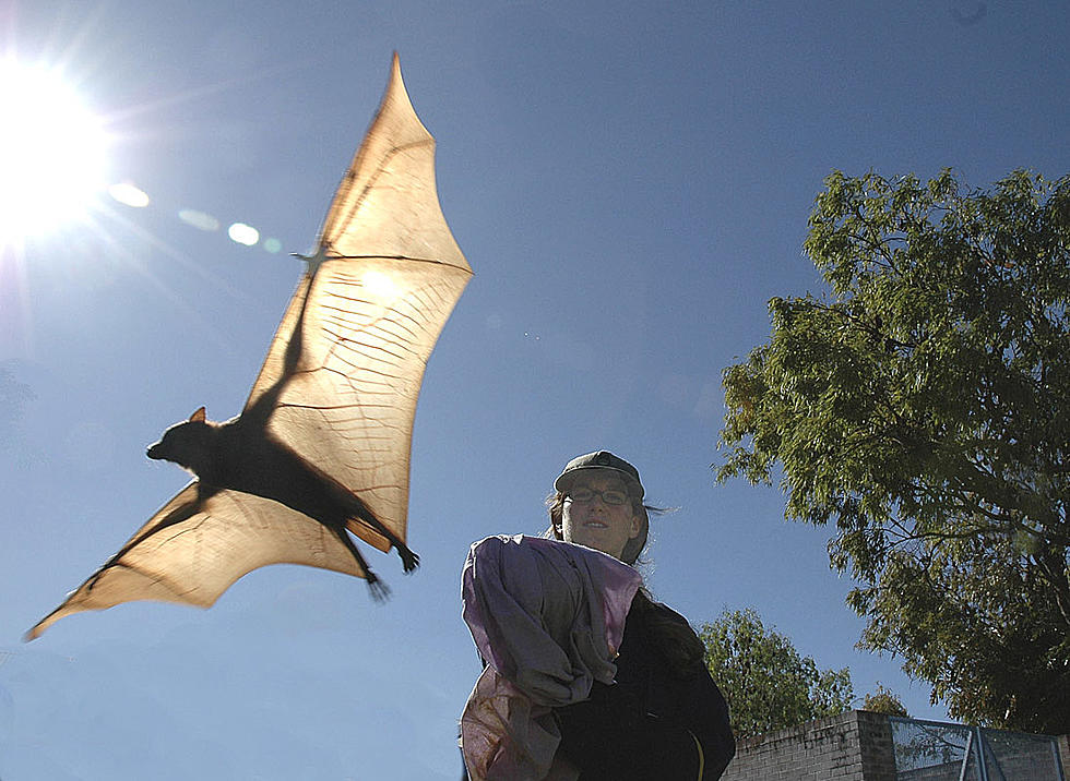 MSU Project to Prevent Bat-Borne Diseases Wins $10 Million Grant