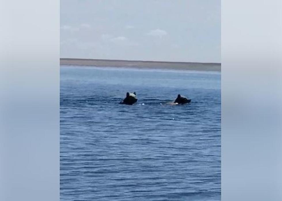 Two Grizzlies Caught Swimming Across Montana Lake [WATCH]