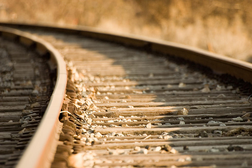 Grizzly Cubs Killed by Train as Bear Deaths Mount