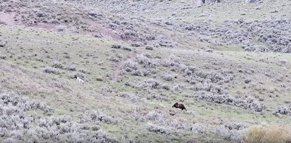 Grizzly and Coyote Hunt Bison Calf in Yellowstone