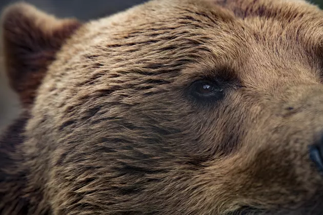 Grizzly Bear Euthanized After Raiding Occupied Camps