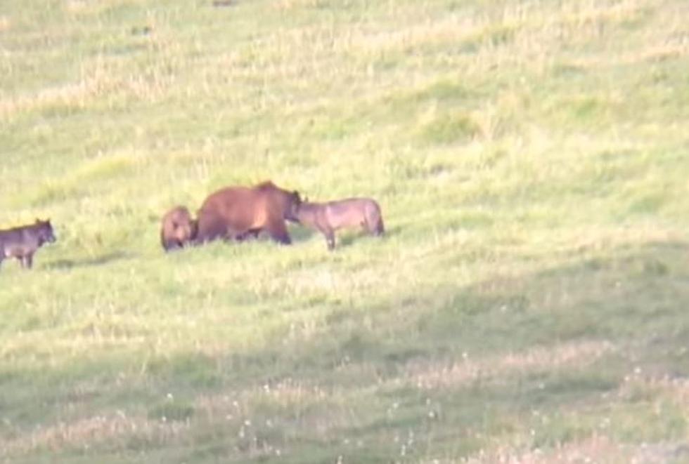 Watch Wolves and Grizzlies Fight Over Dead Carcass in Yellowstone