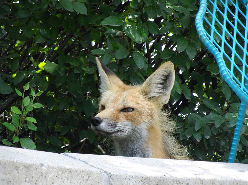 Bozeman Police Warn of Sly Fox in Lindley Park