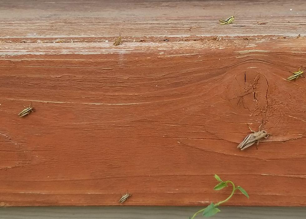 Abundance of Grasshoppers Swarming Gallatin Valley