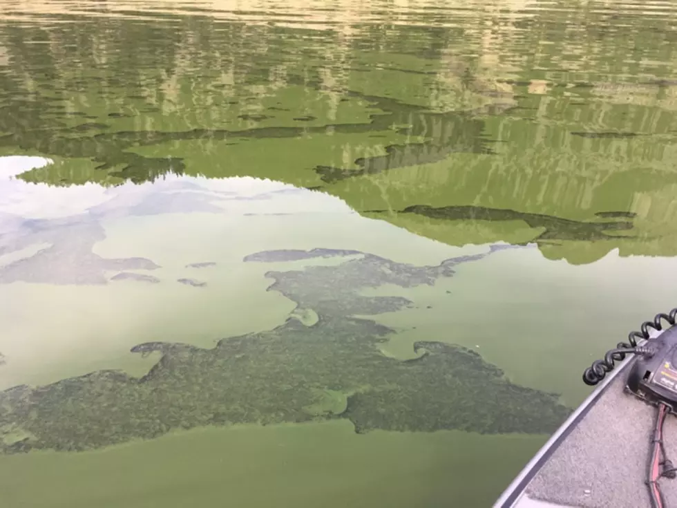 Pet Owners: Beware of Harmful Algae Blooms Across Montana