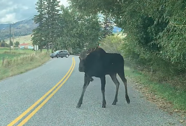 Bull Moose Casually Strolls Down the Road Near Bozeman