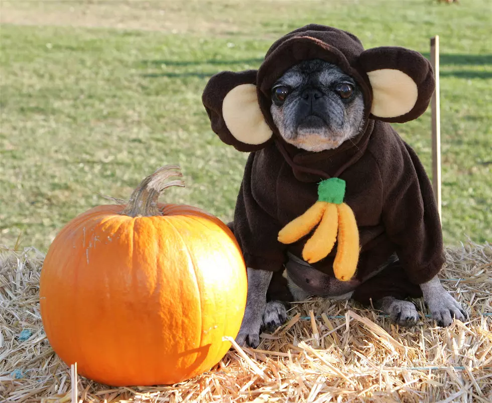 Bozeman Police Offer Pet Safety Tips for Halloween