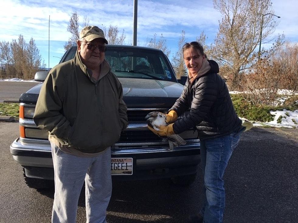 Young Hawk Rescued From Grill of Pickup in Bozeman