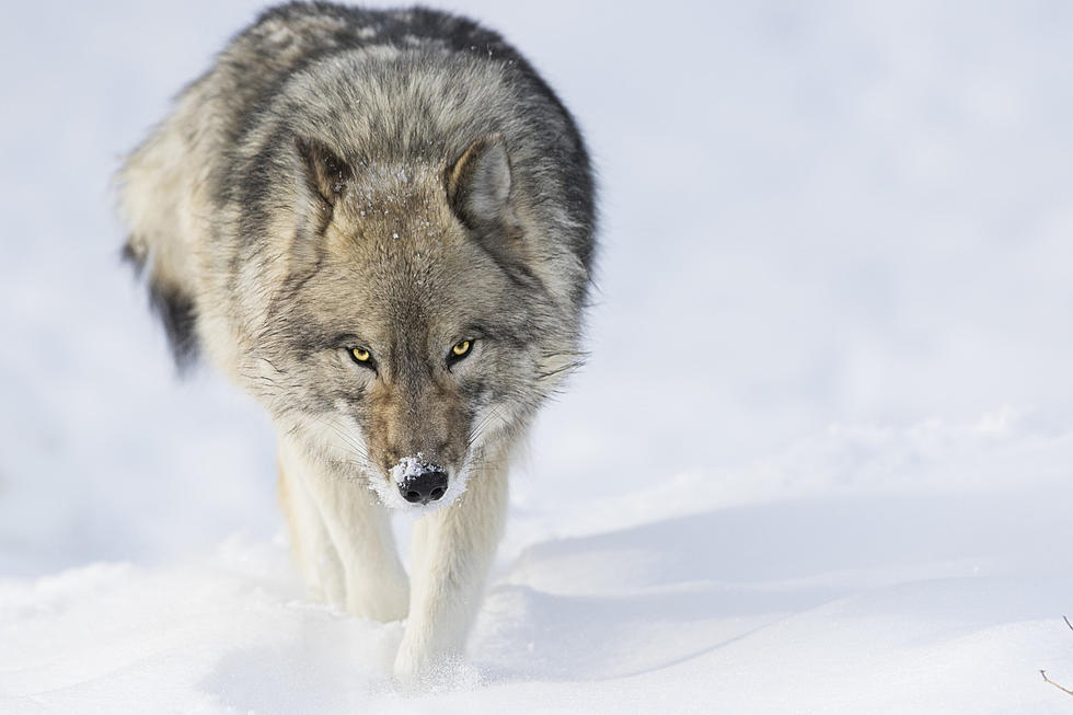 Grizzly Bear Battles Wolves for Elk Carcass in Yellowstone