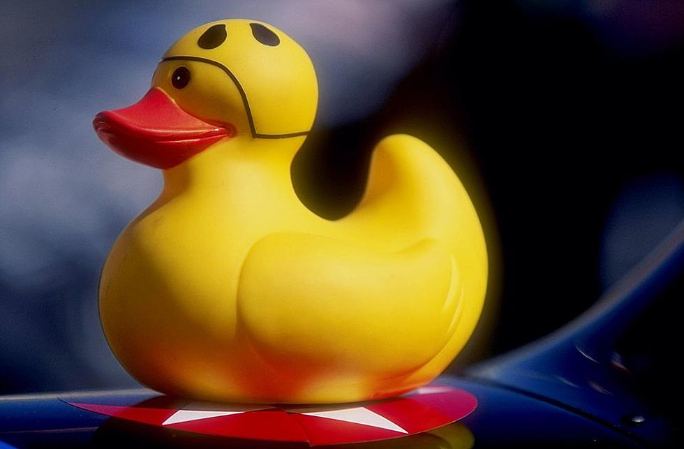 Montana Bar Hosts Duck Race For First Time In 7 Years