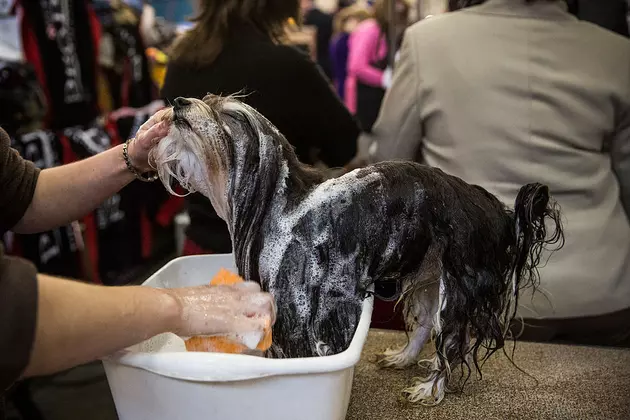 Bozeman Pet Owners; How Often Do You Wash Your Pets?