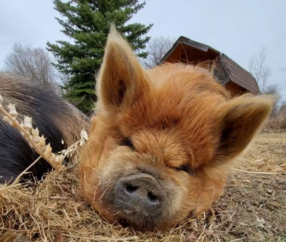 Livingston Resident Asks For Help Locating Adorable Pet Pig