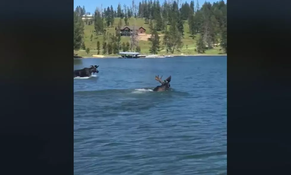 Watch As Two Bull Moose Play In a Lake In Southwest Montana