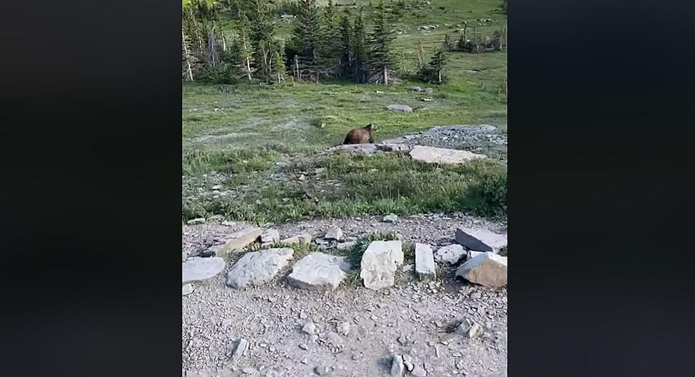 Scary Video Shows Grizzly Charging Near Hikers in Glacier