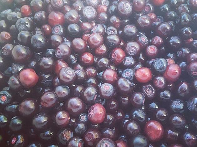 Five Delicious Montana Huckleberry Recipes