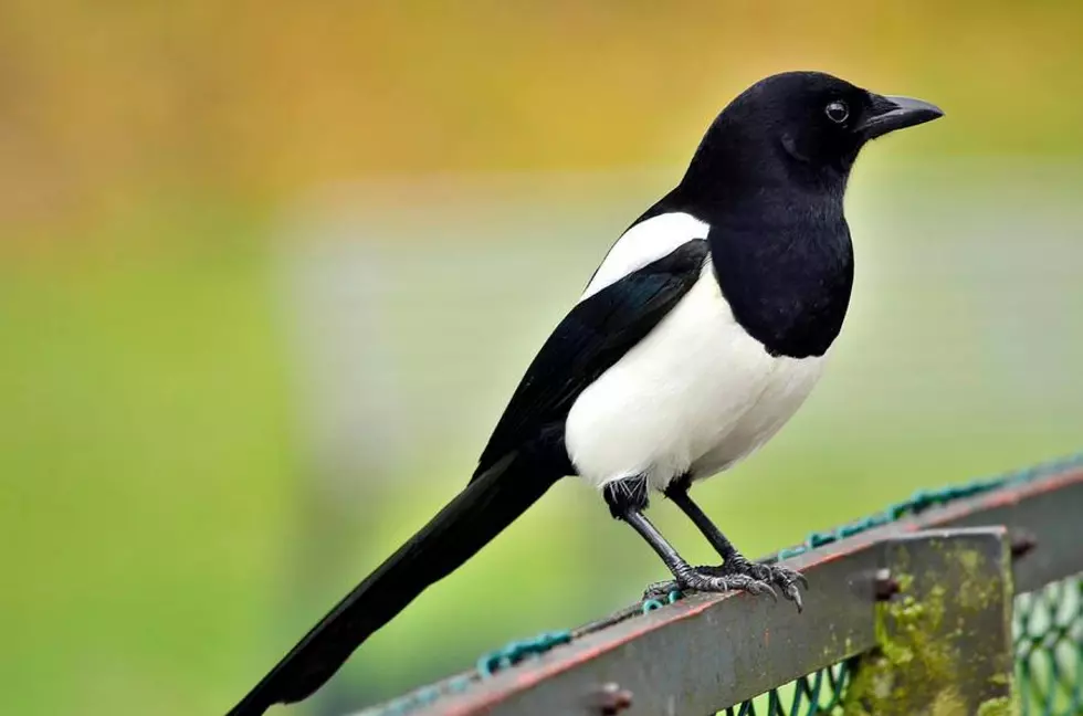 Annoyed By Magpies? Be Careful. They Can Hold A Grudge