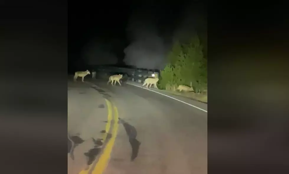 Driver Encounters Pack of Wolves After Dark in Yellowstone