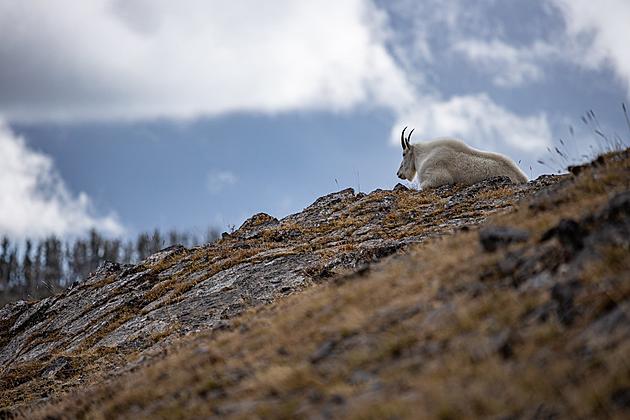 FWP Biologists Will Capture Mountain Goats in the Bridger Range