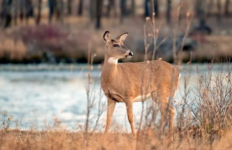 Montana FWP Approves CWD Management Deer Hunt