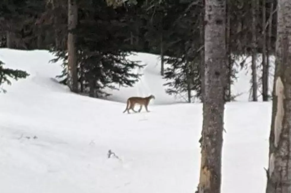 [PHOTO] Skier Spots Mountain Lion at Big Sky Resort