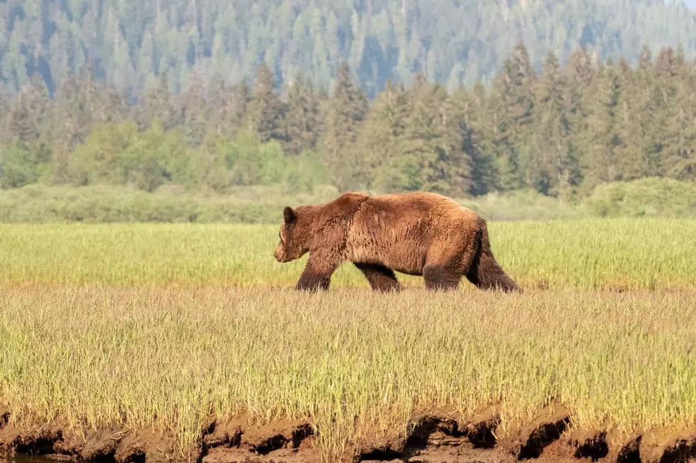 Bear Mauling Reported Near West Yellowstone