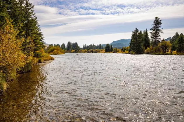 Montana FWP Investigating Hundreds of Dead Fish in Madison River